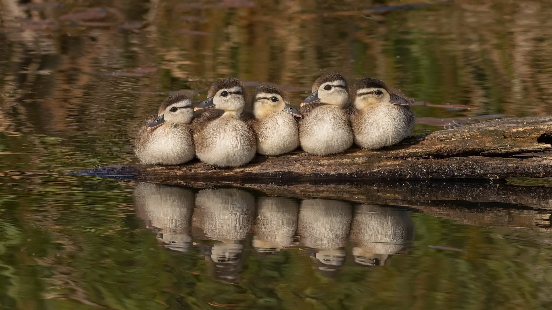 天使左翼陨落，凡人独臂擎天，马丁内利以血肉之躯扛着拉齐奥碾过拜仁战车