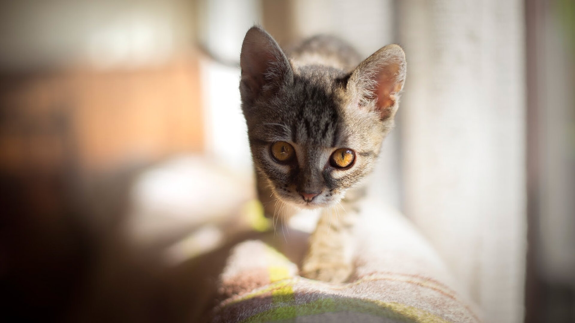 涅槃之战，一名防守悍将如何在冻结詹姆斯时重获新生