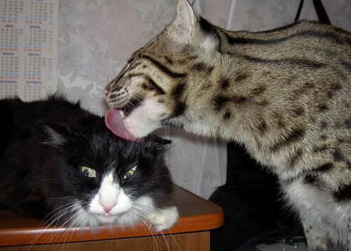 封神之夜！拉文用无解三分在对手头顶刻下不朽