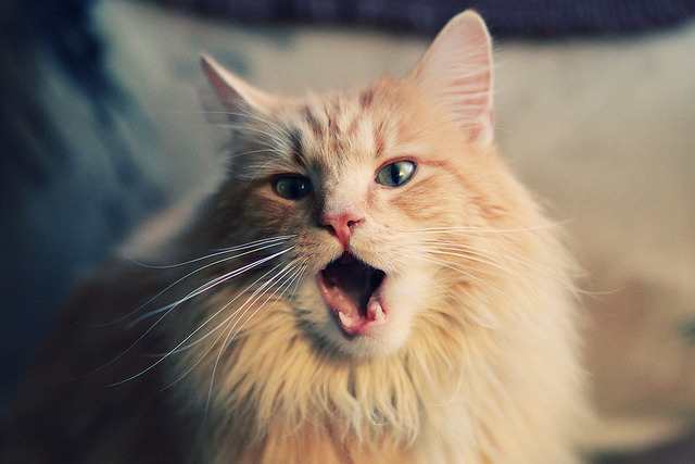 沉默的刺客，霍勒迪如何用血脉喷张的夜晚主宰季后赛走向