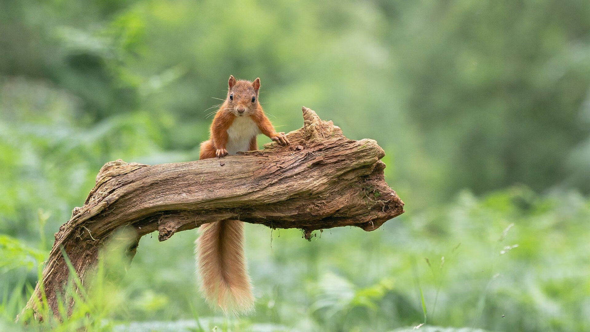 当欧冠火药桶撞上CBA铁壁，一场跨越维度的淘汰赛哲学