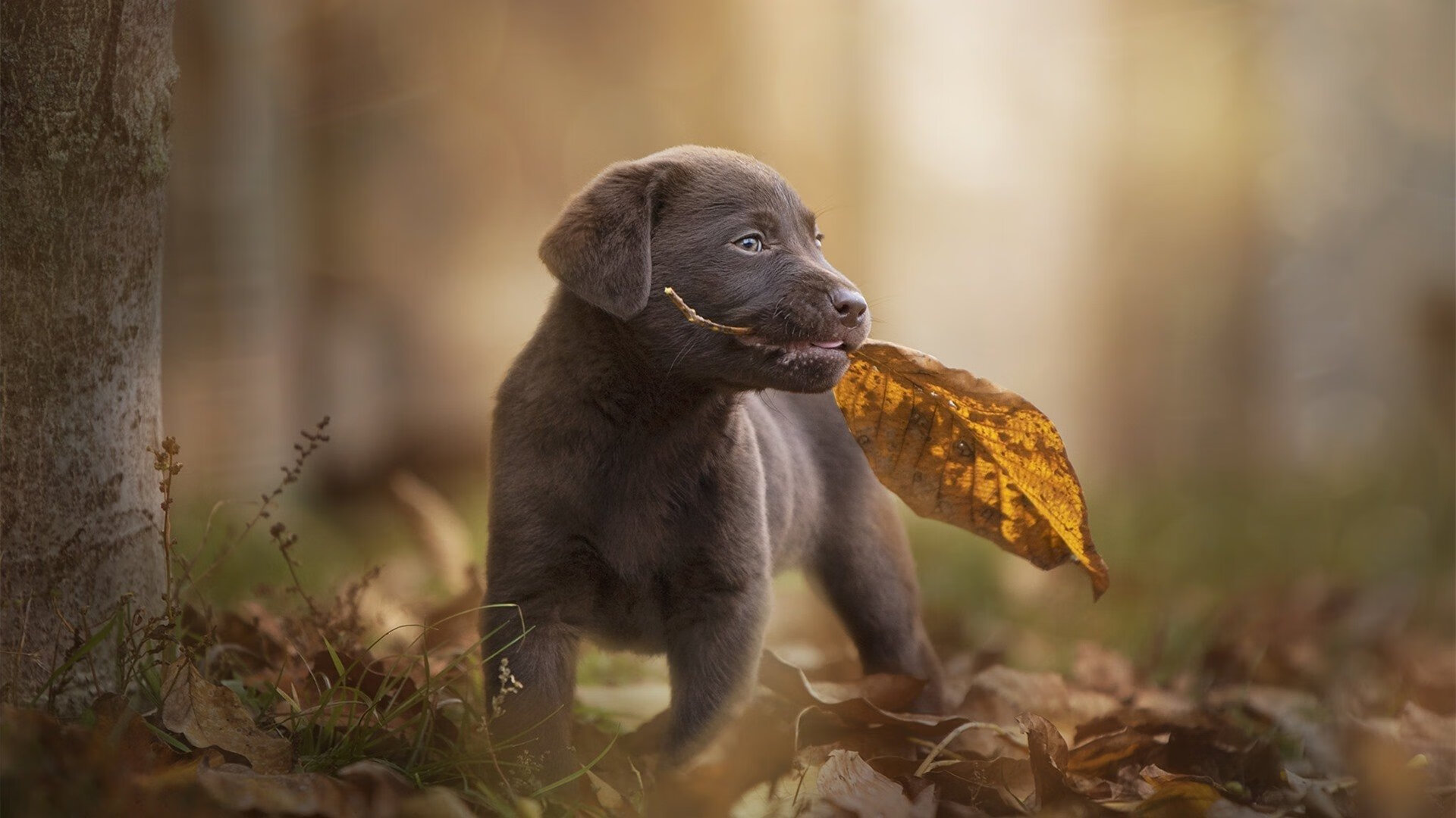 北境烽烟与洛杉矶风云，德甲争冠白热化，太阳强势碾压快船